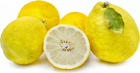 Ponderosa Lemons Information and Facts Ponderosa Lemon Recipes, Ghost Plant, Bell Pepper Recipes, Red Veins, Artichoke Recipes, Beet Recipes, Berries Recipes, Crab Apple, Avocado Recipes