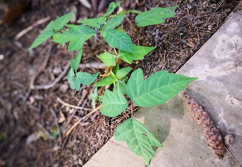 Remedies For Poison Ivy, Poison Ivy Plants, Poison Ivy Remedies, Poison Ivy Rash, Itchy Skin Remedy, Soothing Face Mask, Medical Tips, Calamine Lotion, Poison Oak