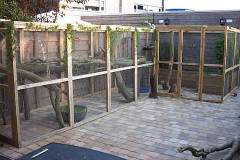 Owl Enclosure, Outdoor Kennel, Cat Habitat, Cat Playground Outdoor, Outdoor Enclosure, Diy Chat, Standing Cat, Cat Enclosures, Cat Patio