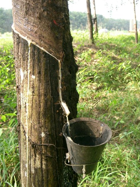 tapping a tree for sap Pine Pitch, Bushcraft Skills, Farming Business, Chemical Substances, Rubber Tree, Rubber Flooring, Natural Plant, Off Grid Living, Survival Prepping