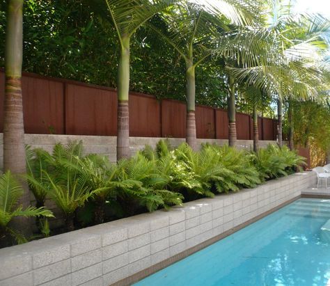 Wall beside pool with privacy fence and palm trees. Poolside California-style formality in Venice Beach. Palm Trees Garden, Pool Plants, Palm Trees Landscaping, Backyard Trees, Tropical Garden Design, Pool Landscape, Backyard Pool Landscaping, Ideas Backyard, Diy Landscaping