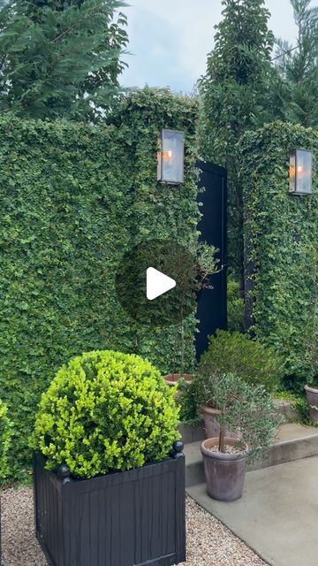 harolds_finishing_touches on Instagram: "{ H O M E }
The most wonderfully rainy afternoon in the garden. 
Absolute bliss. 
🌿 Wall Climber - Creeping Fig
🌾 Pond Plants - Giant Papyrus 
🌳 Topiary Balls - Japanese Buxus
🌲 Trees -  Cleveland & Capital Pear Trees 

📷 Taken @ #haroldsHOME
🖥️ Shop Online Now" Japanese Buxus, Creeping Fig Wall, Topiary Balls, Creeping Fig, Rainy Afternoon, Front Garden Design, Pond Plants, Pear Trees, Front Garden