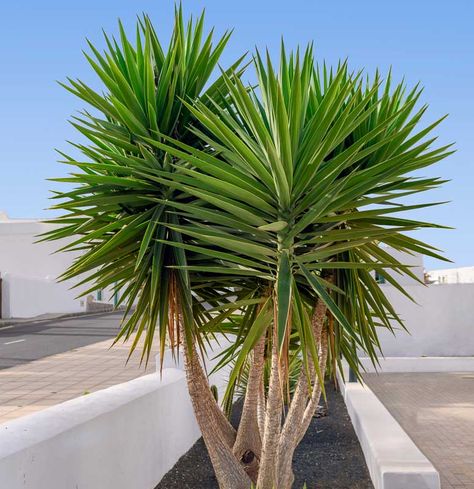 Adding vertical structure to the garden, Yucca aloifolia (Spanish Bayonet) is a very ornamental, broadleaf evergreen shrub, simple or densely branched, boasting terminal rosettes of sword-shaped, dagger-like, deep green leaves. Thick and stiff, the evergreen leaves, 2 ft. long (60 cm), feature small, sharp serrations on the margin and a very sharp tip. They are topped in spring or summer with erect clusters, up to 2 ft. long (60 cm), of large nodding bell-shaped creamy white flowers, sometimes Yucca Gloriosa, Delosperma Cooperi, Yucca Tree, Yucca Rostrata, Broadleaf Evergreen, Yucca Plant, Fragrant Garden, Coastal Gardens, Planting Shrubs