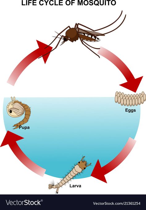 Mosquito Life Cycle, Animals Name In English, Cycle For Kids, Animal Life Cycles, Science Experiments For Preschoolers, Baby Animal Drawings, Insects Theme, Montessori Toddler Activities, Preschool Activities Toddler