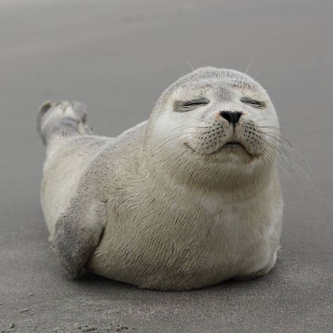 Oceana on Instagram: “We need to keep seal pups smiling. Hundreds of marine species are known to be affected by plastic in the marine environment. Learn about…” Antarctic Animals, Monk Seal, Grey Seal, Seal Pup, Marine Environment, Fish Farming, The Marine, Amazing Nature, Polar Bear