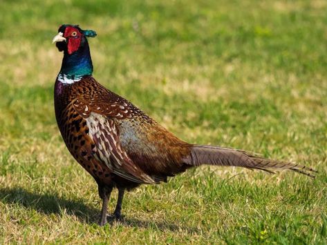 11 Types of Poultry for Homesteads and Farms - Celebrating a Simple Life Raising Pheasants, Pheasant Farm, Common Pheasant, Duck Breeds, Homing Pigeons, What Is A Bird, Bird Hunting, Game Birds, Dream Interpretation