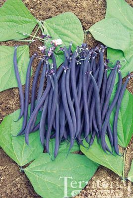 French Filet Bush Bean "Velour" has skinny purple beans 5.5 inches long with fine texture & flavor. They do turn green when cooked. Seed from Territorial Seed Co. Chive Seeds, Purple Beans, Snap Beans, Bush Plant, Bush Beans, Home Grown Vegetables, Bean Seeds, Green Fruit, Seed Company