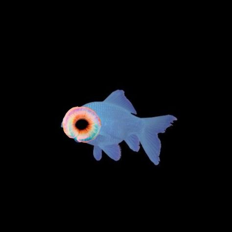 Sea Creatures Black Background, Fish Pfp Aesthetic, Funky Widgets, Fish Black Background, Fish Widget, Fish Pfp, Fish Wallpaper Iphone, Glow Fish, Fish Background