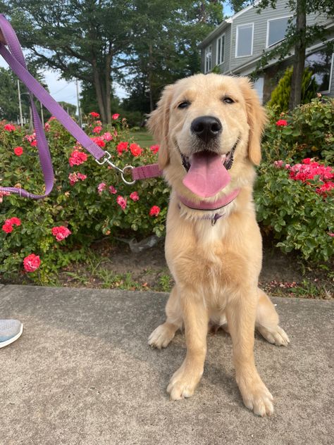 Golden retriever , puppy, cute, dog , golden, girl , summer, flowers, cutie, Golden Retriever Girl, Female Golden Retriever, Puppy Cute, Golden Retriever Puppy, Retriever Puppy, Golden Girl, Golden Retrievers, Cute Dog, Summer Flowers