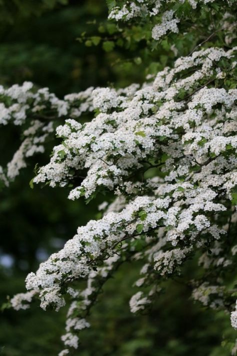 Hawthorne Plant, Hawthorne Tree, Hawthorne Flower, Color Duos, Botanist Gin, Tree Aesthetic, Hawthorn Tree, River Bank, White Cottage