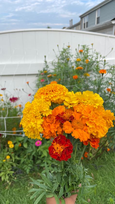 garden grown marigold in different shapes, sizes and color shades. #marigold #bouquet #gardening #cutflowergarden #flowers #aesthetic #pinterest Marigold Bouquet Wedding, Marigold Flower Bouquet, Marigold Aesthetic, Marigold Bouquet, Aesthetic Flower Tattoo, Winter Flowering Plants, Growing Marigolds, Nails Flowers, Marigold Flowers