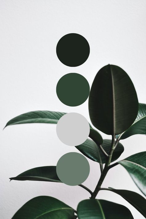 Green House Plant Color Palette Idea Green And Black Pallet, Black White And Green Color Scheme, Black And Green Color Scheme, Green Brand Aesthetic, Black White Gray Green Color Palette, Black White Gold Green Color Palette, Green White Black Color Palette, Black White Grey Green Color Palette, Green And Black Colour Palette