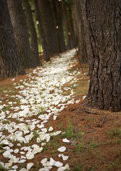 Romantic Enchanted Forest Wedding Ideas: Create The Dream! Riverside Weddings, Wedding Reception Planning, Wedding Decor Photos, Cheap Wedding Venues, Enchanted Forest Wedding, Garden Wedding Decorations, Forest Theme, Wedding Registry, Woodland Wedding