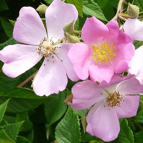 Climbing prairie rose - FineGardening Deep Pink Flowers, Michigan Gardening, Lime Rickey, Prairie Rose, Hydrangea Quercifolia, Oakleaf Hydrangea, Fragrant Garden, Plant Guide, Fine Gardening