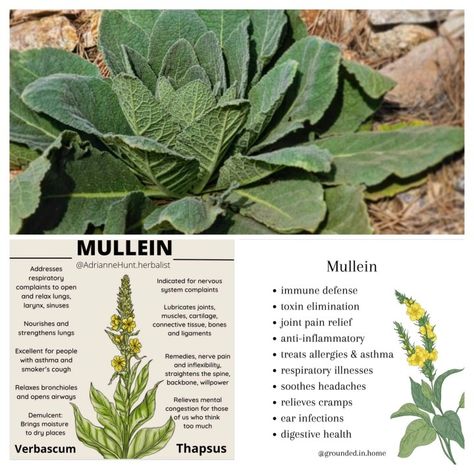 Mullin Herb, Uses For Mullein, Mullein Tea Benefits, Mullen Plant, Mullein Plant, Medicinal Herbs Remedies, Medicinal Wild Plants, Tinctures Recipes, Herbal Education