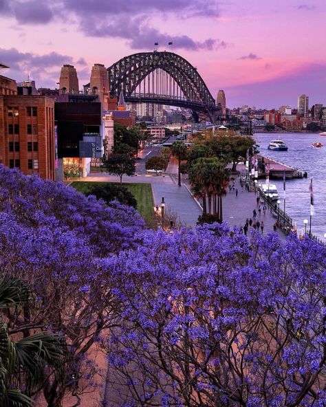 Australia Tourist Attractions, Pastel Scene, Sydney Australia Travel, Sidney Australia, Sydney Photography, Australia Tourism, Jacaranda Tree, Sydney Travel, Australia Vacation