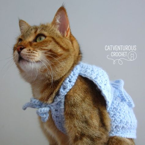 Available at Catventurous Crochet on YouTube. Catventurous Crochet: Simple and fun crochet patterns for #fashionablycatventurous kitties. @catventurous.crochet Supermeowdel: Melba @catventurepussmelba Crochet Cat Cape Pattern, Fun Crochet Patterns, Jacket Crochet Pattern, Jacket Crochet, Cape Pattern, Crochet Simple, Fun Crochet, Bolero Jacket, Crochet Cat