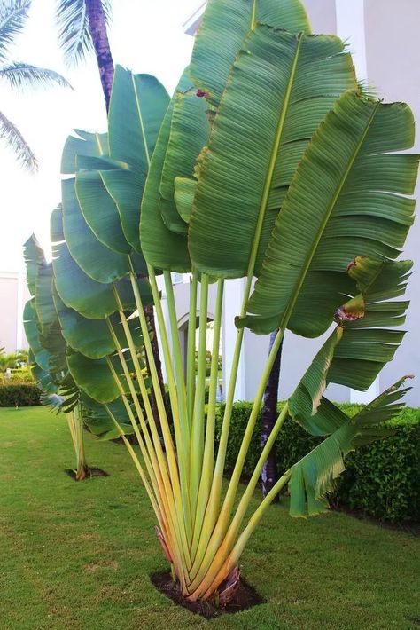 Árbol Del Viajero O Ravenala Madagascariensis | Mercado Libre Palm Trees Garden, Backyard Landscapes, Tropical Backyard Landscaping, Tropical Landscape Design, Property Ideas, Tropical Garden Design, Tropical Backyard, Florida Gardening, Garden Area