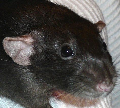 A black dumbo rat Coat Types, Dumbo Rat, Black Rat, Wildlife Rescue, Mouse Tattoos, Fancy Rat, Pet Paradise, Adorable Creatures, Cute Rats