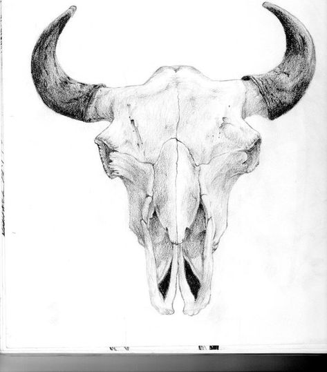 Bulldogge Tattoo, Skull Photo, Bull Skull Tattoos, Skull Drawings, Bison Skull, Cow Drawing, Bull Tattoos, Buffalo Skull, Taurus Tattoos