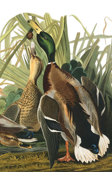 Audubon Prints, Bird Illustrations, Audubon Birds, James Audubon, Birds Of America, John James Audubon, Mallard Duck, Scientific Illustration, Birdwatching