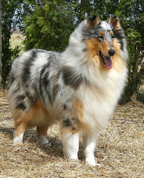 Blue Merle Collie, Special Animals, Rough Collies, Smooth Collie, Dream Pet, Sheltie Dogs, Collie Puppies, Rough Collie, Herding Dogs