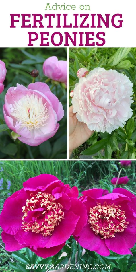 How To Divide Peonies, Peony Fertilizer, Peonies In The Garden, Farm Planning, Peony Plant, Shrubs For Landscaping, Peony Care, Bear Sketch, Growing Cut Flowers