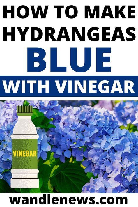 Hydrangeas come in many different colours including blue, purple, pink, red and white. They are the only flowers that can change colour whilst they are still in bloom. In this post I will show you how to make hydrangeas blue using vinegar. The flowers of hydrangeas will change colour depending on the pH level of the soil they are in. If a hydrangea is growing in alkaline soil, it will have pink flowers but if the soil is acidic, the flowers will be blue. This post is all about hydrangea colors Hydrangea Color Change, Hydrangea Plant Care, Hydrangeas Blue, Alkaline Soil, Hydrangea Potted, Pruning Hydrangeas, Hydrangea Landscaping, Hydrangea Care, Hydrangea Colors