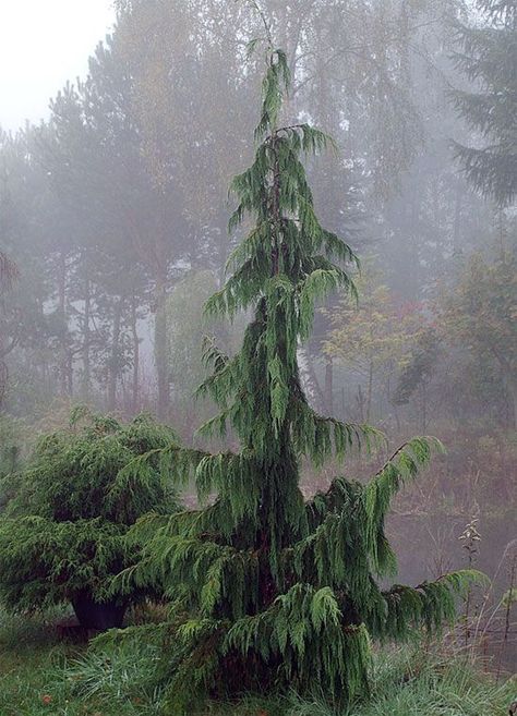 Hedge Trees, Mid Century Landscape, Evergreen Landscape, Conifers Garden, Yard Inspiration, Landscape Curbing, Zen Garden Design, Evergreen Garden, Garden Decor Projects