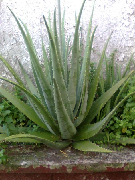 Plant Goals, Fresh Aloe Vera, Herbal Plants, Some Day, Garden Harvest, Home Vegetable Garden, Plant Aesthetic, Small Garden Design, Green Aesthetic