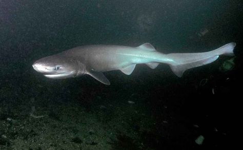 photo of a sixgill shark swimming Big Reputation, Physical Traits, Power Saw, Total Darkness, All About Water, Shark Pictures, Shark Family, Shark Swimming, About Water