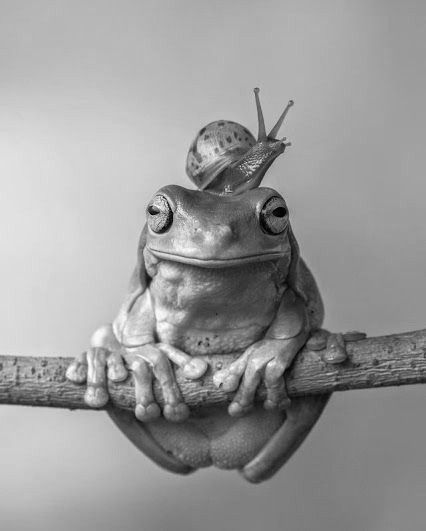 White Photo, Frogs, Tattoo Ideas, Black And White, Tattoos, White, Black