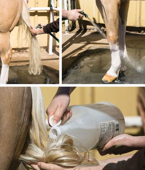 Horse Braiding, Equine Care, Horse Information, Horse Washing, Horse Care Tips, Horse Mane, Horse Riding Tips, Horse Tips, Horse Grooming