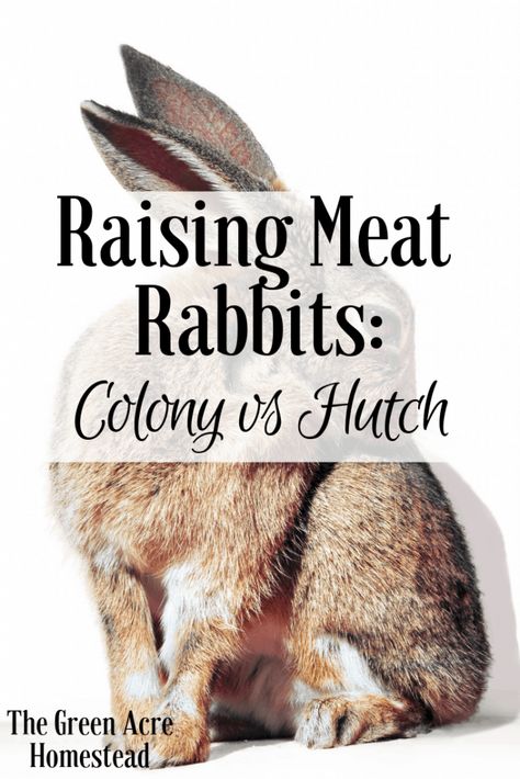 Raising Meat Rabbits, Raising Rabbits For Meat, Raising Turkeys, Rabbit Farm, Meat Rabbits, Raising Farm Animals, Raising Rabbits, Rabbit Care, Free Range Chickens