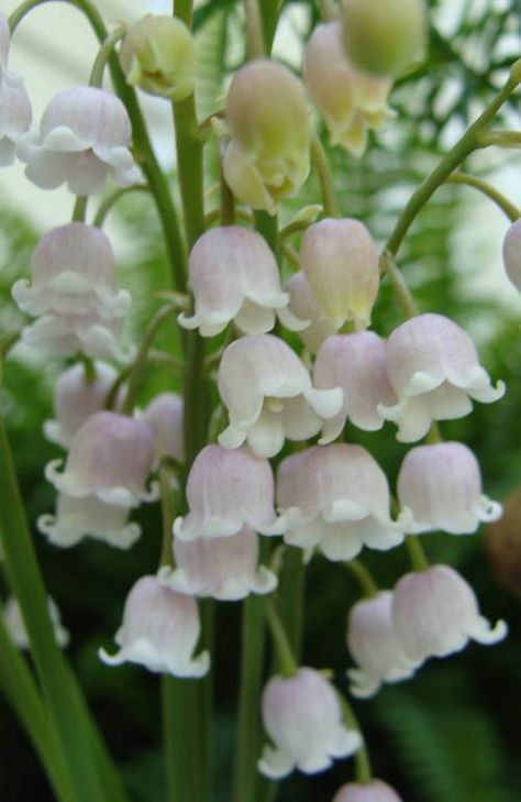 Pink Lily of the Valley (3) Pink Lily Of The Valley, White Lily Of The Valley, Convallaria Majalis, May Birth Flowers, In Her Garden, Lily Of The Valley Flowers, Valley Flowers, Nothing But Flowers, White Lily