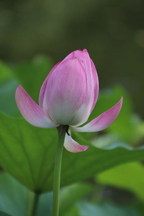 Lotus Flower Bud, #Lotus, #Bud, #Flower Lotus From Above, Closed Lotus Flower, Real Lotus Flower, Buddhist Lotus, Budding Flower, Bud Flower, Lotus Bud, Lotus Flower Pictures, Zen Bedroom