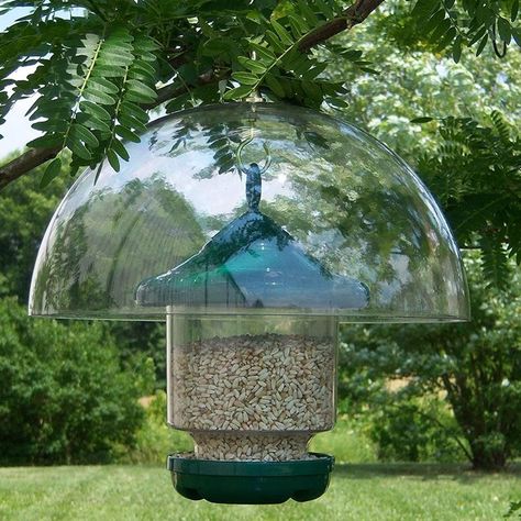 The 8 Best Squirrel Baffles to Protect Your Bird Feeders Bird Feeder Baffle, Squirrel Baffle, Best Bird Feeders, Bird Feeder Poles, Bird Feeding Station, Wild Bird Feeders, Hanging Bird Feeders, Diy Bird Feeder, Diy Birds