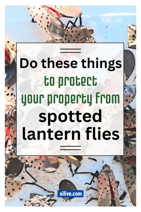 A group of spotted lantern flies stuck to a tape trap, with text over the photo. How To Get Rid Of Spotted Lantern Flies, Spotted Lantern Fly Spray Diy, Lantern Fly Spray, Spotted Lantern Fly Trap, Lantern Fly Trap, Flies Trap Diy, Lantern Fly, Homemade Lanterns, Diy Fly Trap