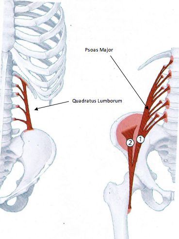 psoas and quadratus lumborum Psoas Major, Quadratus Lumborum, Psoas Release, Muscle System, Anatomy Medical, Hip Problems, Tight Hip Flexors, Spine Health, Psoas Muscle