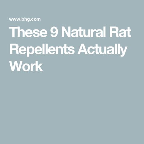 These 9 Natural Rat Repellents Actually Work How To Kill Rats In Your House, Rat Repellant Diy, Rat Deterrent, Homemade Rat Poison, Natural Rat Repellent, Rat Repellent, Rat Control, Rat Poison, Rodent Repellent