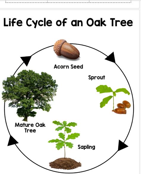 Oak Tree Life Cycle Preschool, Life Cycle Of Tree Preschool, Trees Study Preschool, Parts Of A Tree Preschool, Life Cycle Of A Tree, Life Cycles Preschool, Tree Life Cycle, Baby Busy Book, Science Anchor Charts