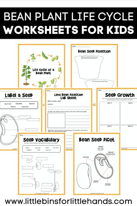 Life Cycle of a Bean Plant - Little Bins for Little Hands Seed Life Cycle, Bean Life Cycle, Plant Worksheet, Plant Life Cycle Worksheet, Plant Experiments, Plants Worksheets, Apple Life Cycle, Plant Activities, Homeschooling Tips