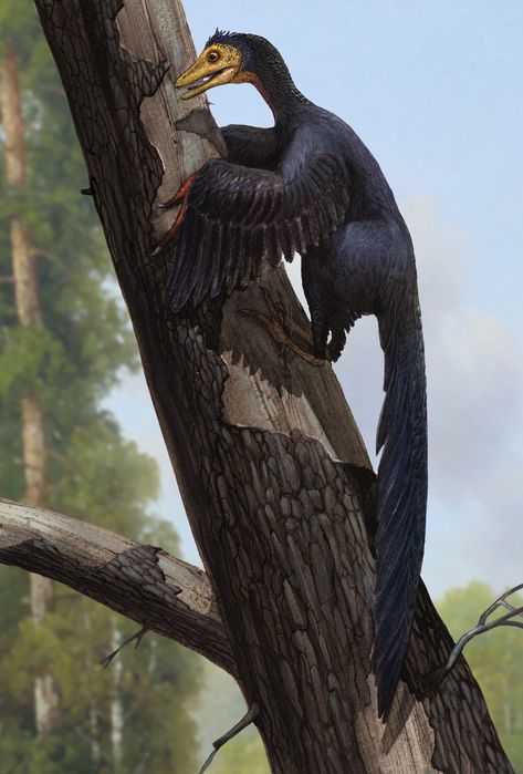 Hatzegopteryx Art, Sinosauropteryx Art, Archaeopteryx Wallpaper, Archaeopteryx Art, Dinosaur Drawings, Paleozoic Era Illustration, Pterosaur Paleoart, Vampire Stuff, Raptor Dinosaur