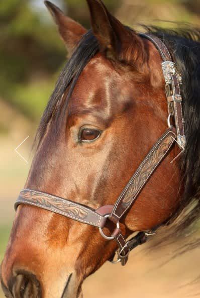 Need a halter upgrade for show season? These gorgeous halters will make your horse shine & stand out in the show pen. (Or photo shoot!) 1) DALE CHAVEZ RANCH RIDING SHOW HALTER https://bonypony.com/product/dale-chavez-ranch-riding-show-halter-flrl-full/ 2)DALE CHAVEZ 5/8″ FILIGREE SILVER SHOW HALTER https://bonypony.com/product/dale-chavez-5-8-filigree-silver-show-halter-ma/ 3)DALE CHAVEZ RANCH RIDING SHOW HALTER CROC: https://bonypony.com/product/dale-chavez-ranch-riding-show-halter-croc/ Ranch Riding, Silver Filigree, Photo Shoot, Pen, Make Your, Horses, Make It Yourself, Silver, Quick Saves