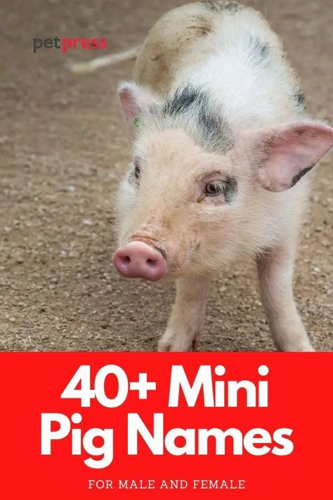 Discover this list of over 40 mini pig names that are fit for a small pig or piglet. These suggestions can also be considered for male or female. Mini Potbelly Pigs, Pig Names, Juliana Pigs, Teacup Piglets, Teacup Pig, Best Names, Teacup Pigs, Pot Belly Pigs, Small Pigs