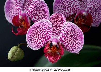 Green Leaf Background, Orchid Photo, Vanda Orchids, Red Orchids, Flower Close Up, Moth Orchid, Flowers For Sale, Dendrobium Orchids, Phalaenopsis Orchid