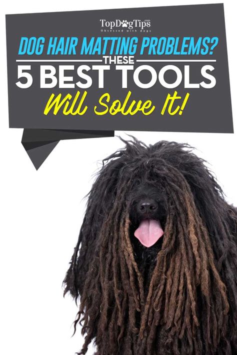 Best Dog Dematting Tool: Top 5 Options for Dealing with Dog Hair Mats. Dogs with long hair are prone to getting mats and tangles. If they are brushed regularly, the tangles don’t usually become mats. However, when not groomed properly, mats will develop in their fur, and they can be extremely hard to remove without the best dog dematting tool. #dog #pets #tools #grooming #dogs #doghair #matting #best #list #brushes Matted Dog Hair, Can Dogs Eat Blueberries, Dog Grooming Tools, Dogs Diy Projects, Dog Remedies, Long Haired Dogs, Best Dog Food, Dog Training Collar, Can Dogs Eat