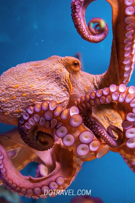 Octopus Photography, Octopus Drawing, Bawah Air, Deep Sea Creatures, Octopus Art, Beautiful Sea Creatures, Underwater Creatures, Ocean Creatures, Marine Animals