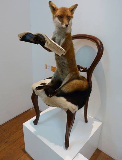 Classy fox. #Taxidermy Fun Taxidermy, Rouge Taxidermy, Funny Taxidermy, Fox Taxidermy, Taxidermy Fox, New Victorian, Taxidermy Art, Cartoon House, Faux Taxidermy