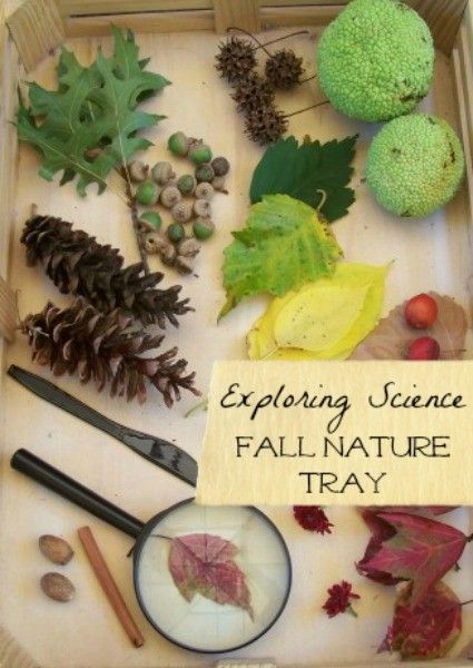 Seasonal items to include on a Fall Nature Table for preschool, kindergarten and elementary age kids - perfect for the classroom and a great way to explore science in Autumn! Fall Science, Science Inquiry, Waldorf Montessori, Tree Study, Fall Nature, Fall Kindergarten, Autumn Activities For Kids, Fall Preschool, Kindergarten Science